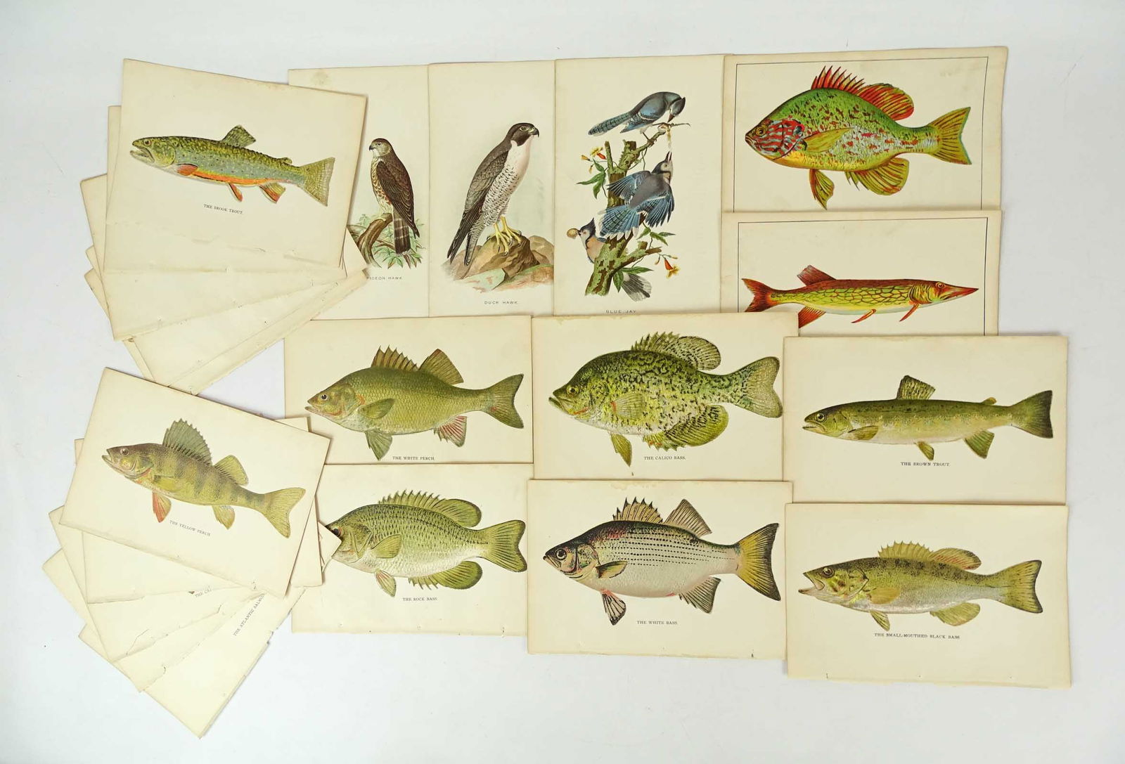 19th c. Fish & Bird Prints (1 of 6)