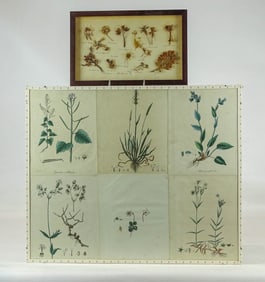 Botanical Prints