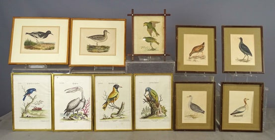 Bird Prints