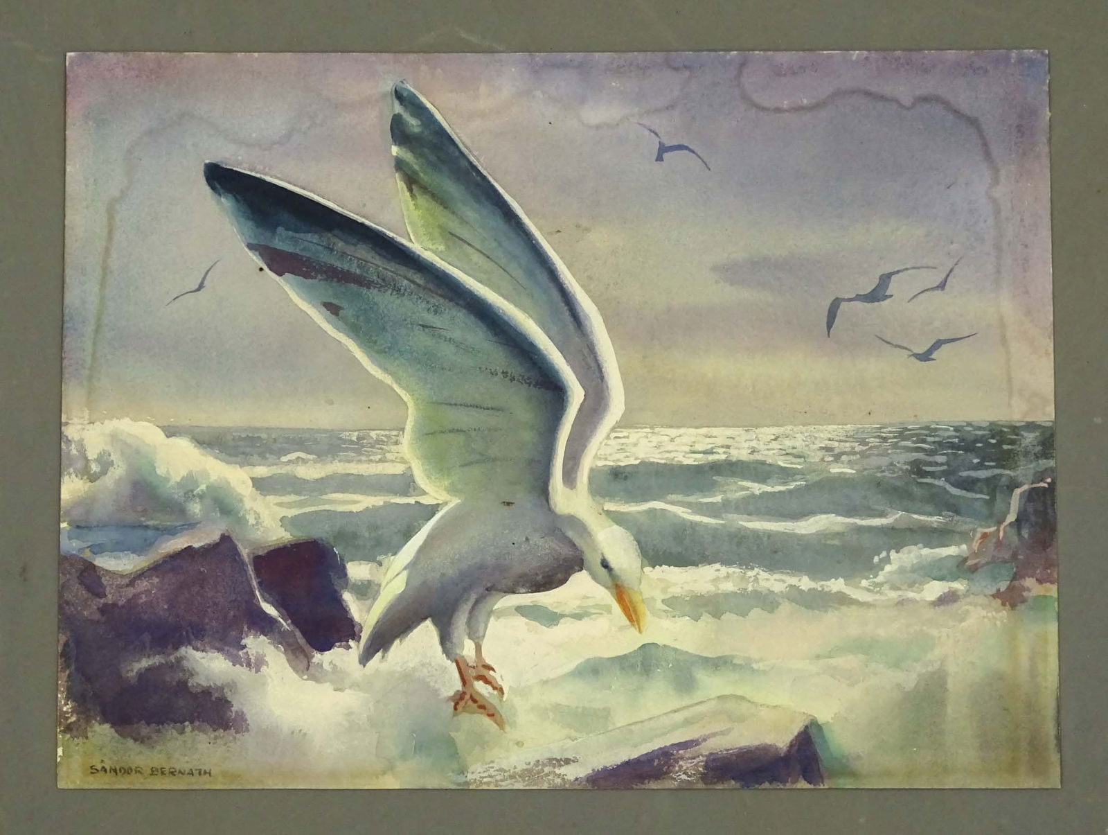 Seagull Watercolor by Bernath: Sandor Bernàth (1892-c. 1984). Seagull. Watercolor on paper. Mid 20th century. 11" x 15".