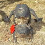 Frog Statue