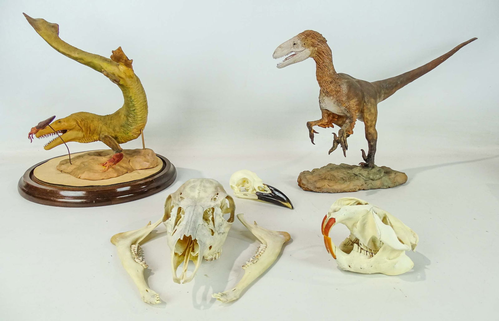 Dinosaur Models (1 of 15)