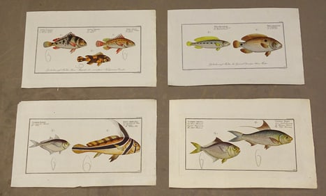 Fish Antique Prints Set by Bloch (4)