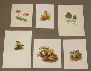 Set of Mushroom Watercolors Cape Cod (6)