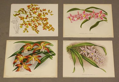 Orchid Antique Botanical Print Set (4)