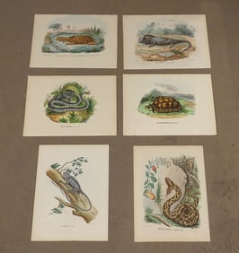 Reptile Antique Print Set (4)