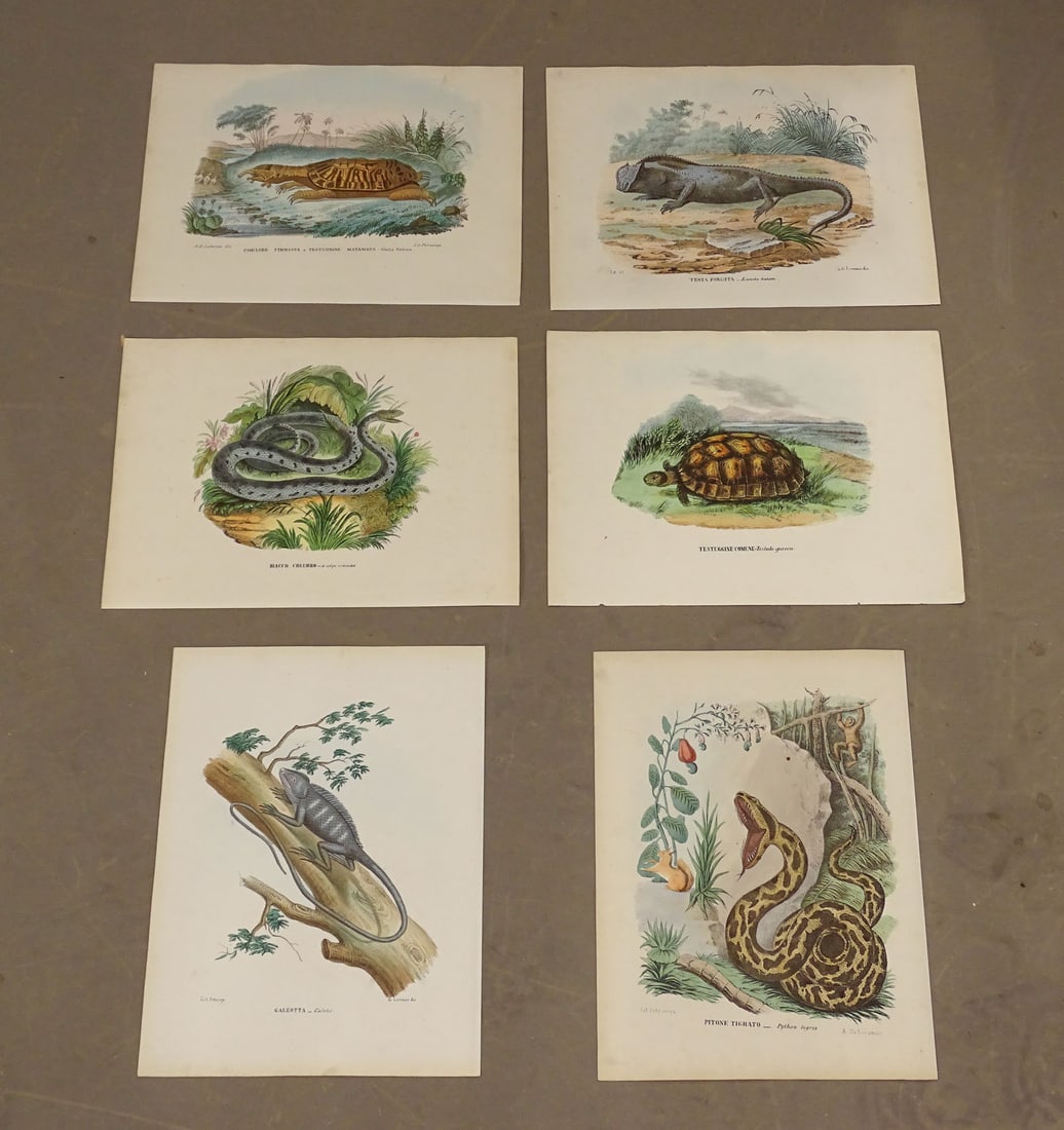 Reptile Antique Print Set (4) (1 of 8)