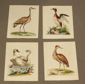 Birds Natural History Print Set (4)