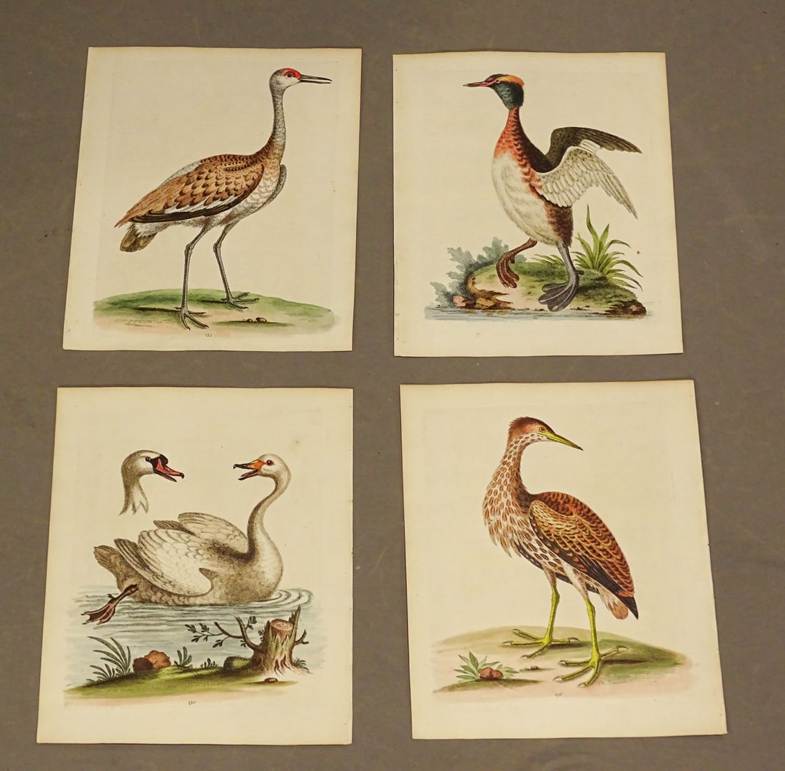 Birds Natural History Print Set (4) (1 of 6)