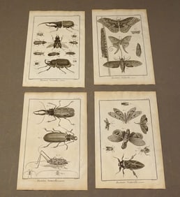 Insects Natural History Print Set (4)