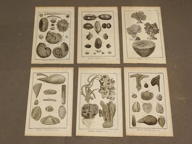 Shells Natural History Print Set (6)