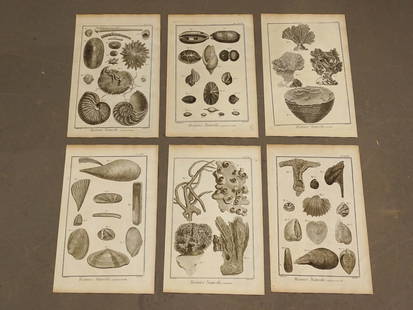 Shells Natural History Print Set (6): Set of 6 French antique sea life natural history engravings. Shells, coral. Histoire Naturelle, Paris, mid 18th Century. 15" x 10 1/4".