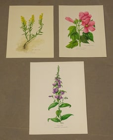 Wild Flowers Watercolors of Cape Cod Set (3)