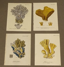Coral Natural History Print Set (4)