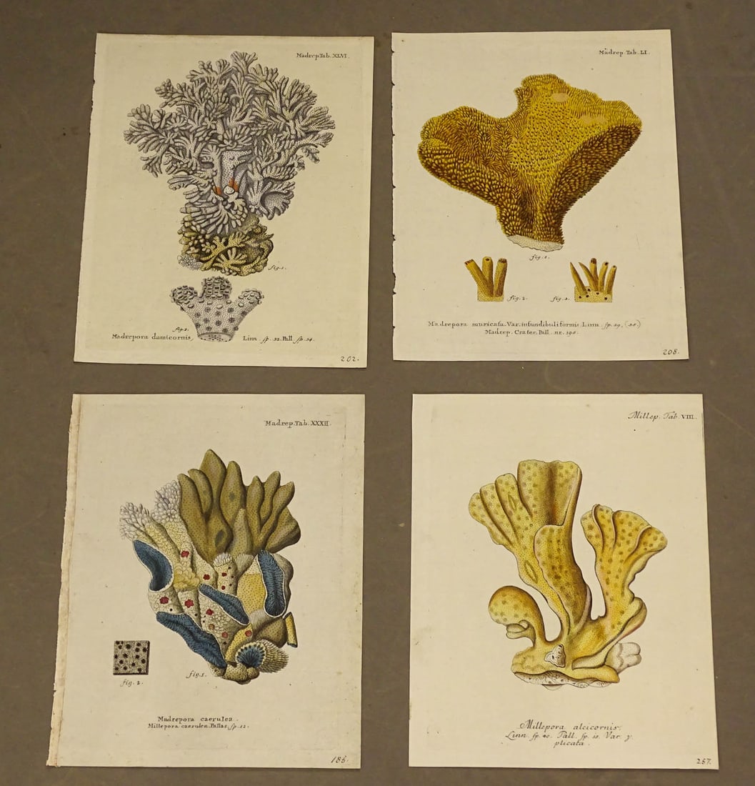 Coral Natural History Print Set (4) (1 of 6)