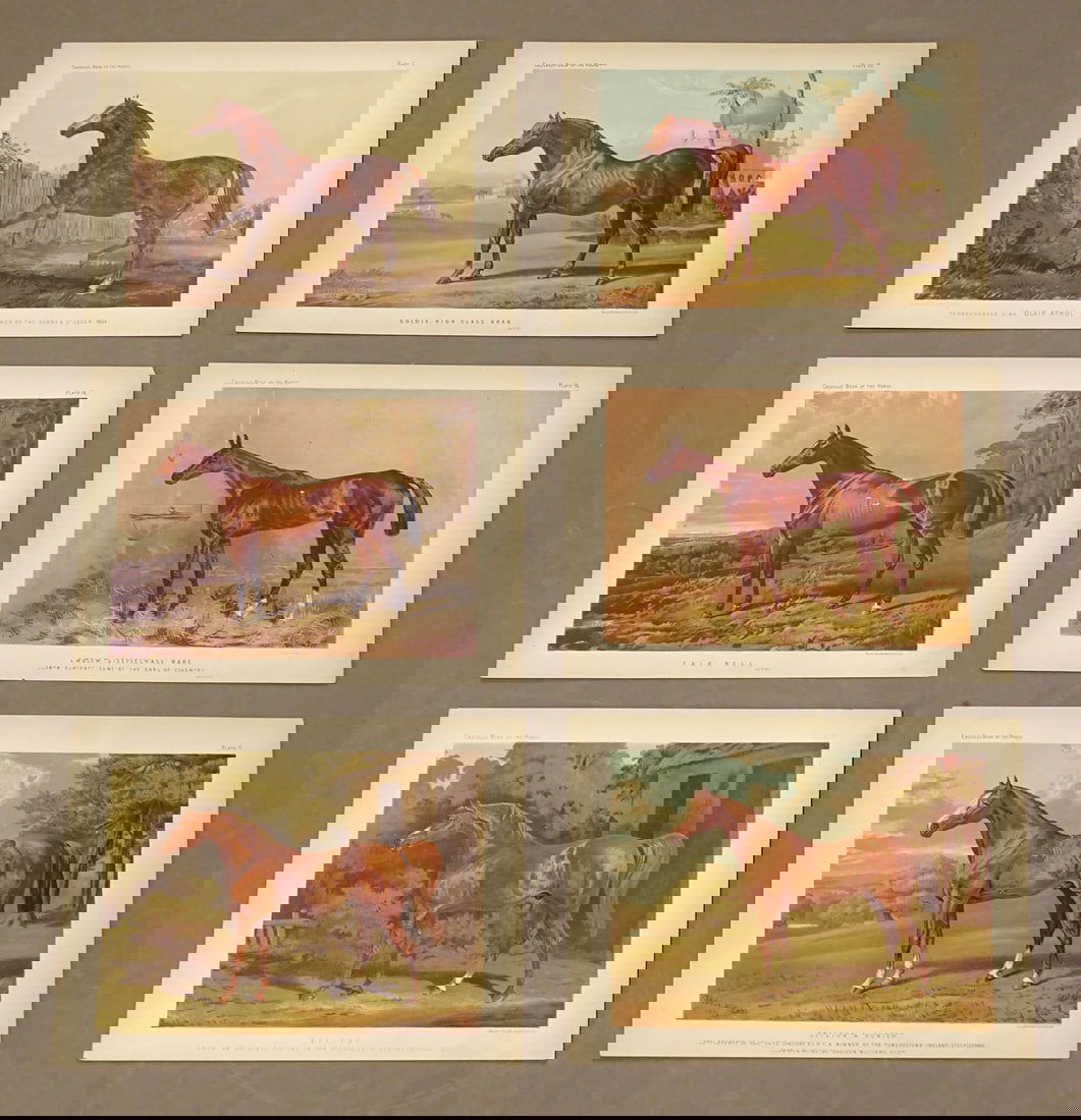 Horses Natural History Print Set (6) (1 of 8)