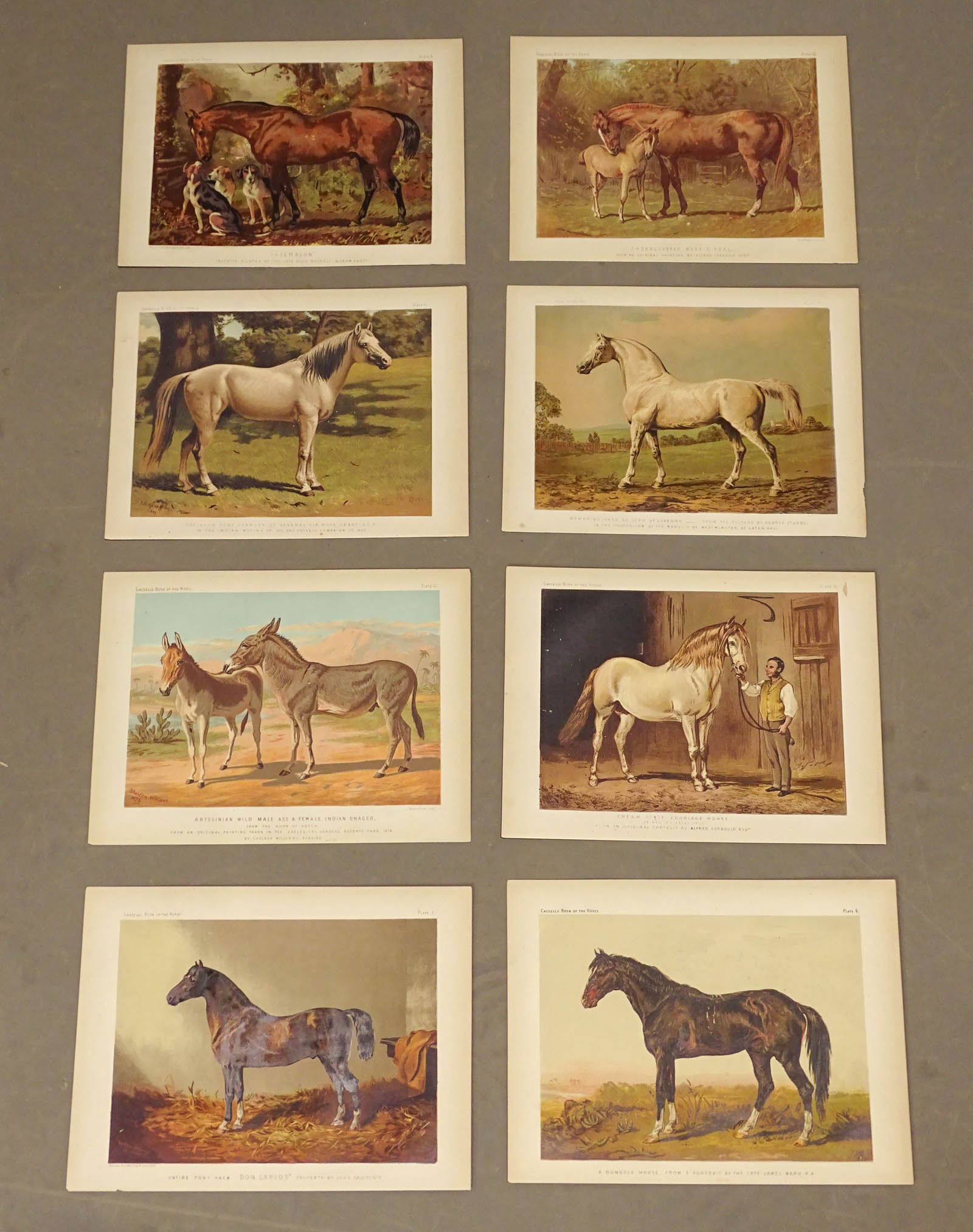 Horses Natural History Print Set (8) (1 of 10)