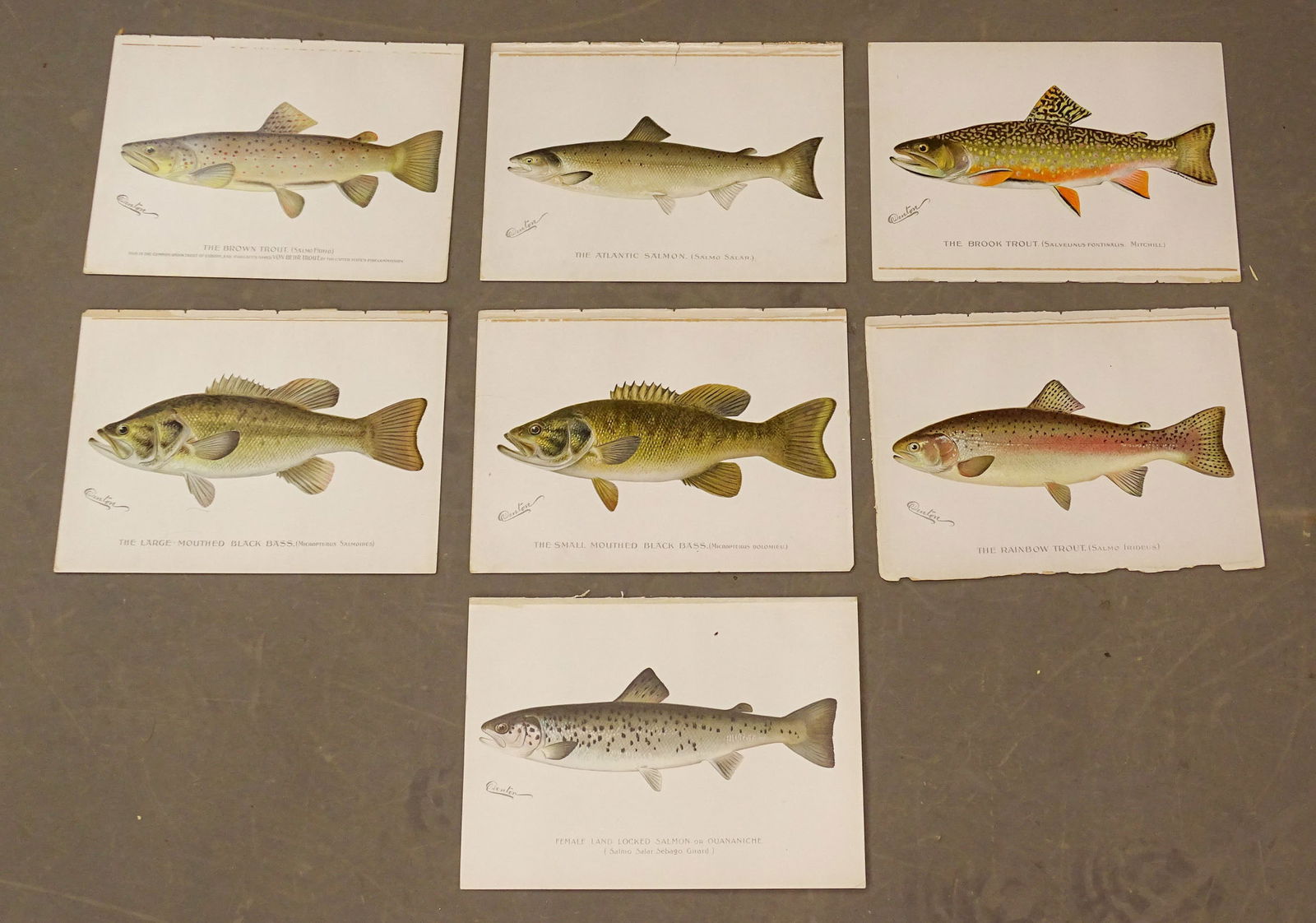 Fish Antique Print Set (7) (1 of 9)