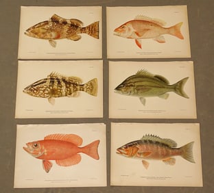 Tropical Fish Caribbean Antique Print Set  (6)