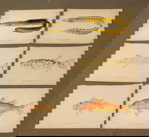 Tropical Fish Caribbean Antique Print Set  (6)