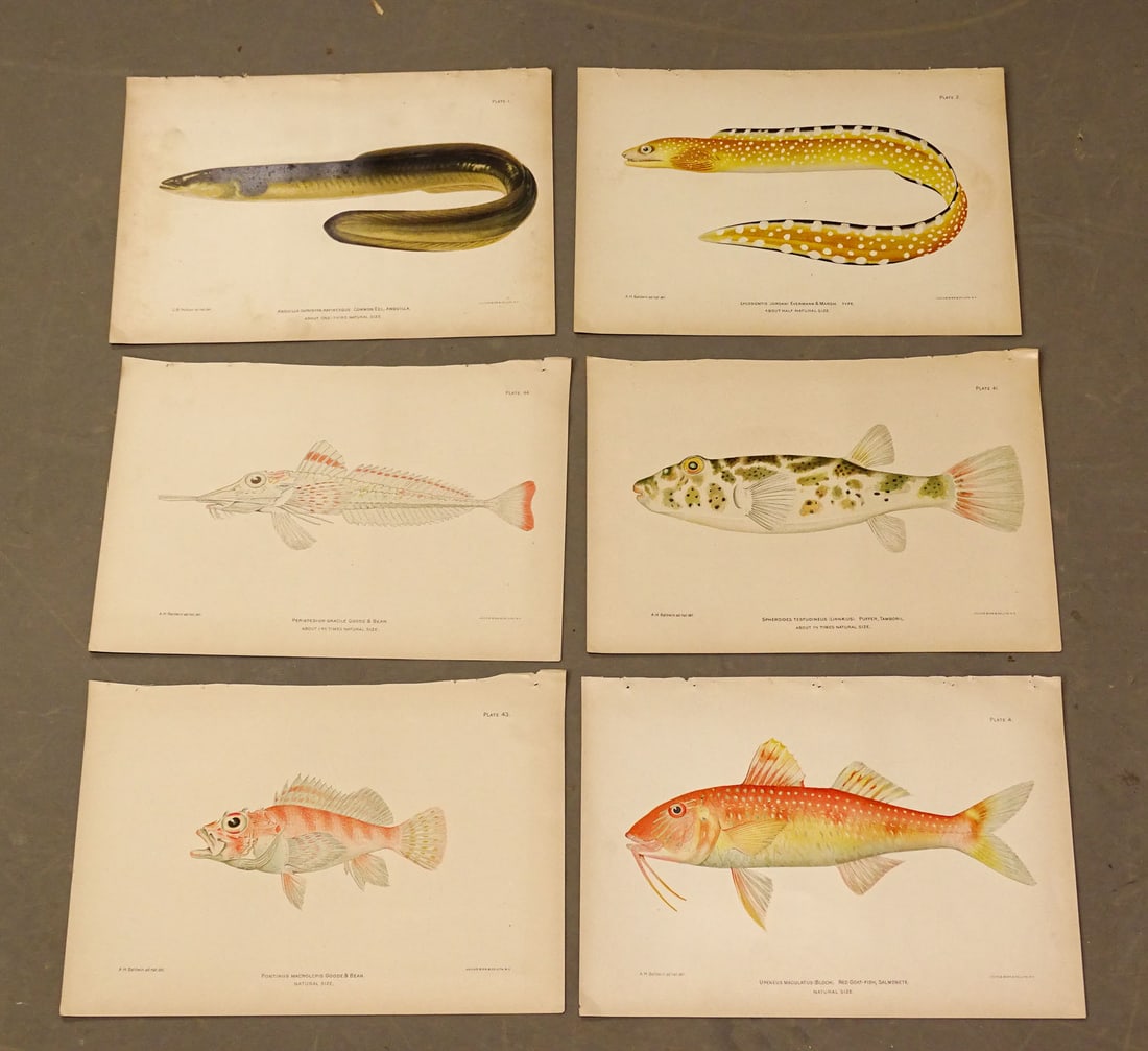 Tropical Fish Caribbean Antique Print Set  (6) (1 of 8)