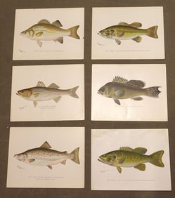 Fish Antique Print Set (6)