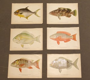 Tropical Fish Caribbean Antique Print Set (6)