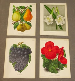 Botanical Antique Print Set (4)