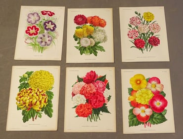 Botanical Antique Print Set (6)