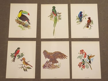 Mexican Bird Print Set (6)