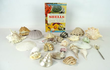 Shell Lot