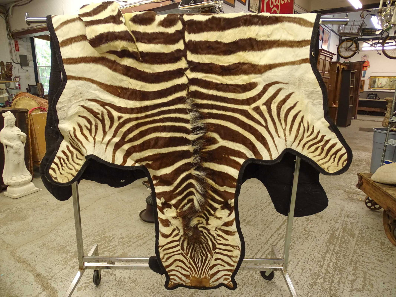 Zebra Rug: Zebra rug. As found.