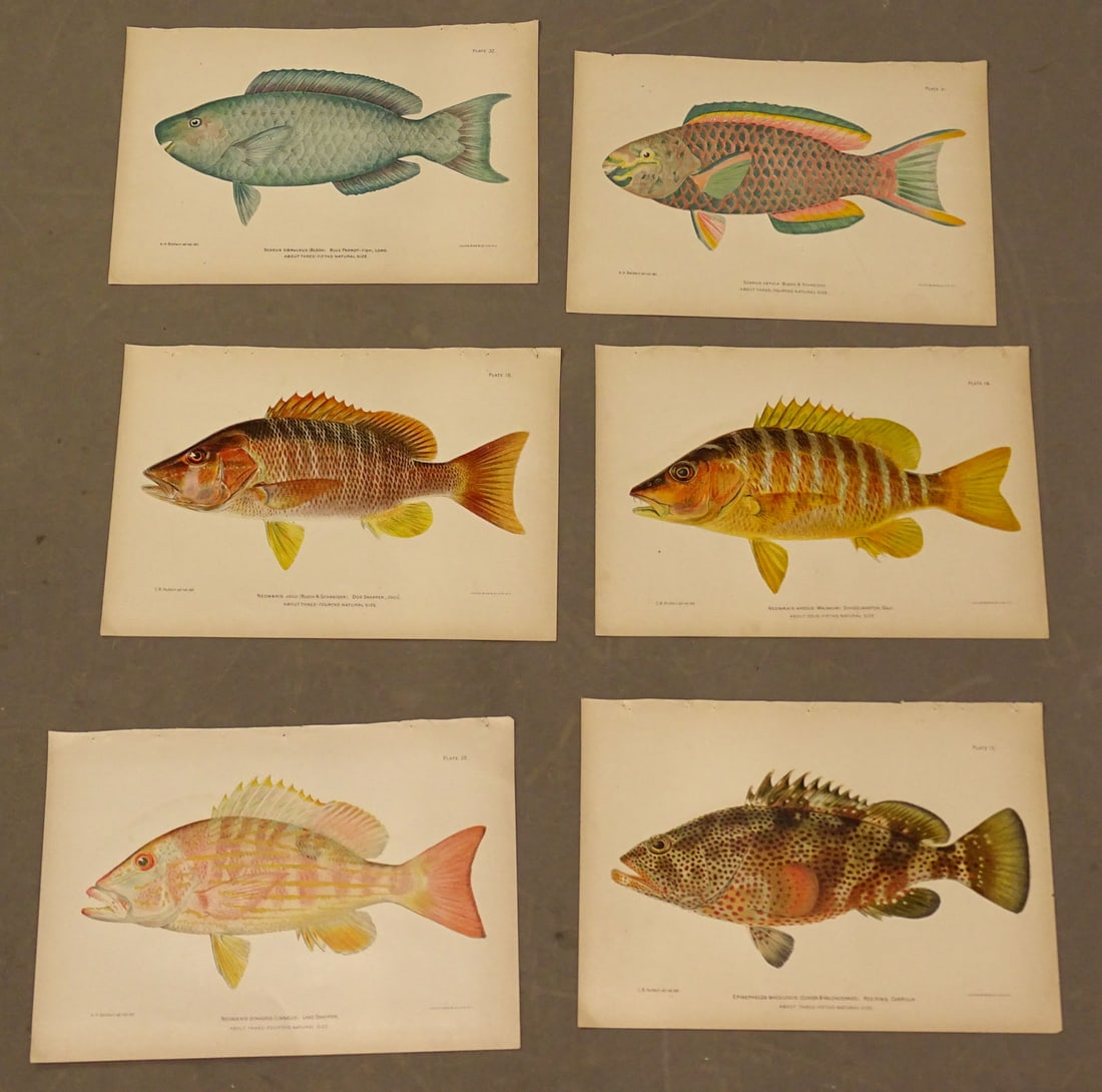 Tropical Fish Caribbean Antique Print Set (6): Set of 6 chromolithographs of tropical fish of Puerto Rico. Julius Bien, New York, c. 1899.