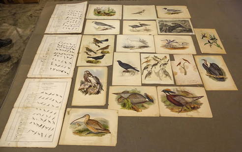 Loose Print Lot: Lot of loose 19th c. bird study prints. Largest 17" x 23". As found.