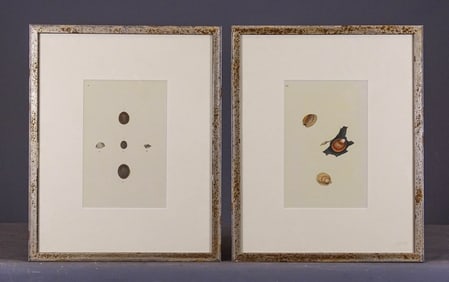 Pair Shell Study Prints