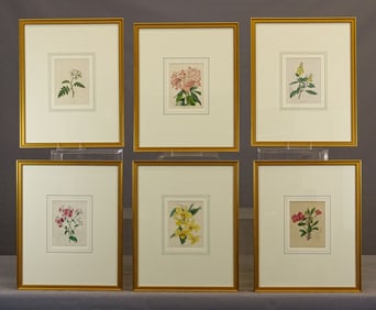 Floral Study Prints