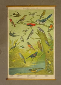 Audubon Bird Chart Antique Poster