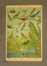 Audubon Bird Chart Antique Poster: Audubon Chart No. 1. Bird ornithology study chromolithograph poster print. Massachusetts Audubon Society, 1898. 43" x 30".
