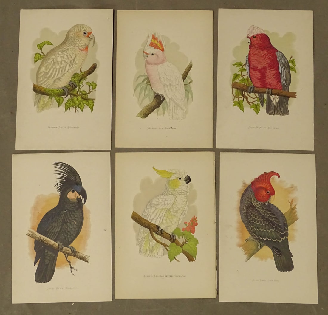 Parrot Tropical Antique Bird Prints (6) (1 of 4)