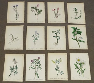 Botanical Prints