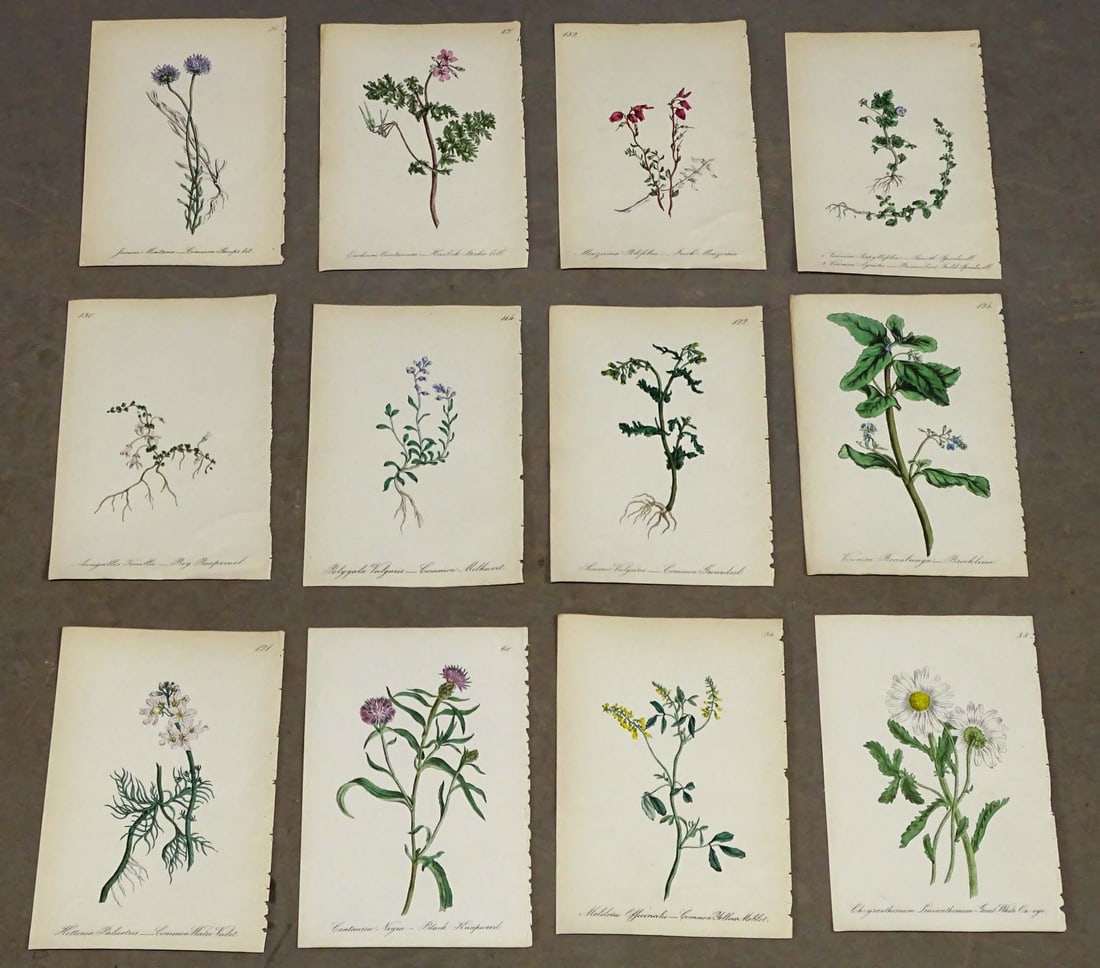 Botanical Prints (1 of 9)
