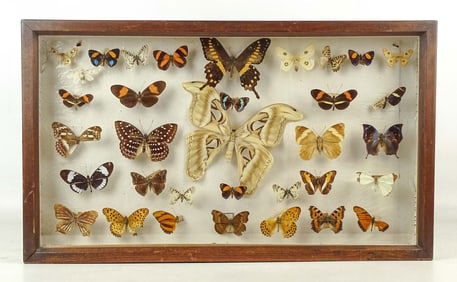Butterfly Display