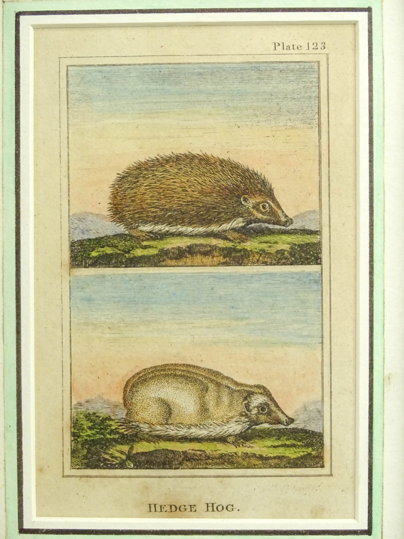 Two 18th c. Dedge Hog Hand Colored Prints - 6