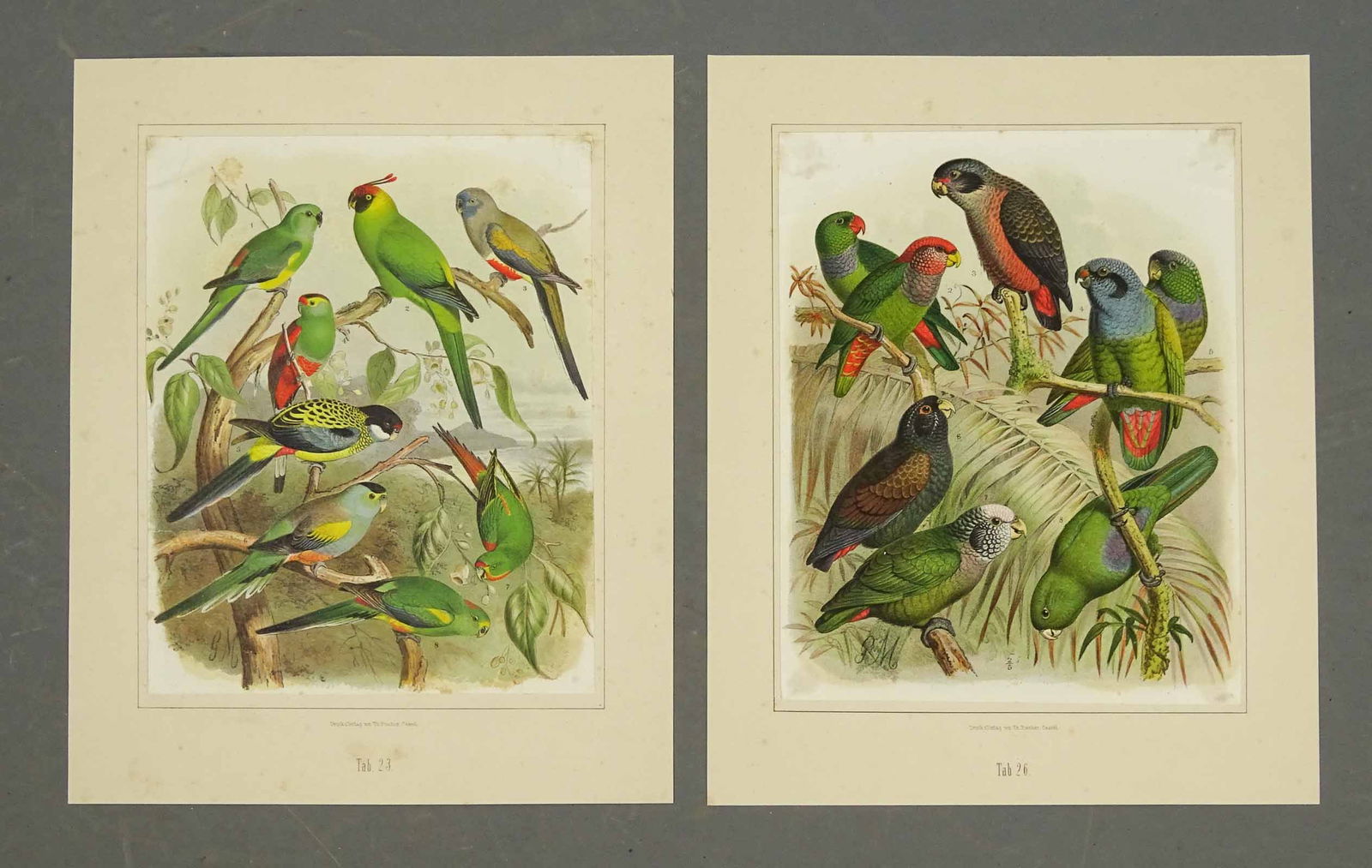 Natural History Prints: Pair of natural history parrot lithographs. Anton Reichenow. From Vogelbilder aus fernen Zonen. Theodor Fischer, Kassel, Germany, 1878-1883. 14" x 11 1/2".