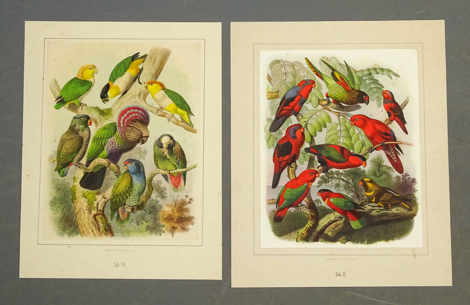 Natural History Prints: Pair of natural history parrot lithographs. Anton Reichenow. From Vogelbilder aus fernen Zonen. Theodor Fischer, Kassel, Germany, 1878-1883. 15" x 12".