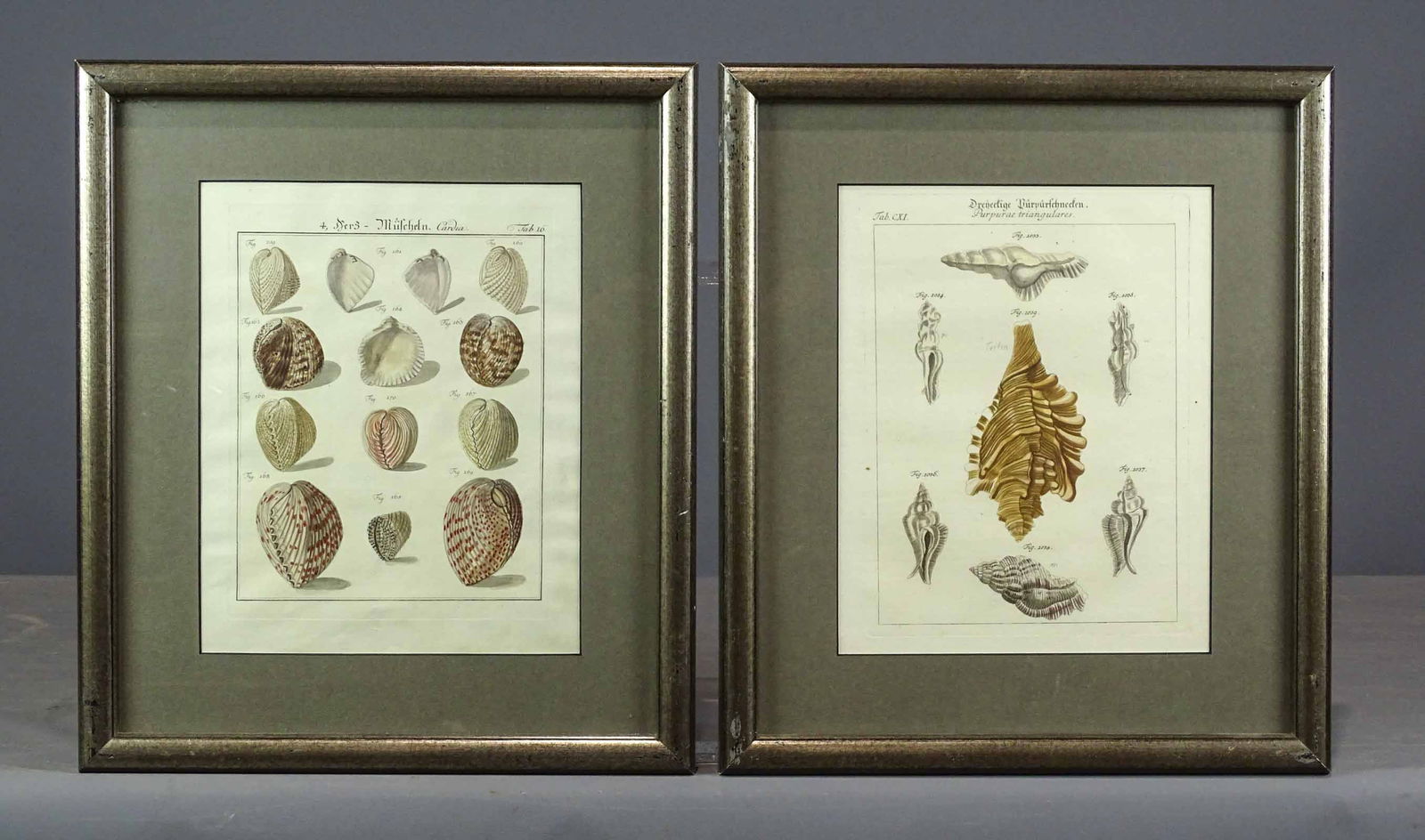 Pair of Antique Shell Prints: Pair of seashell natural history hand colored engravings. Martini and Chemnitz, New Systematic Collector's Cabinet of Shells. 2nd Half, 18th Century. Sight 10" x 8", overall 15 1/2" x 13".