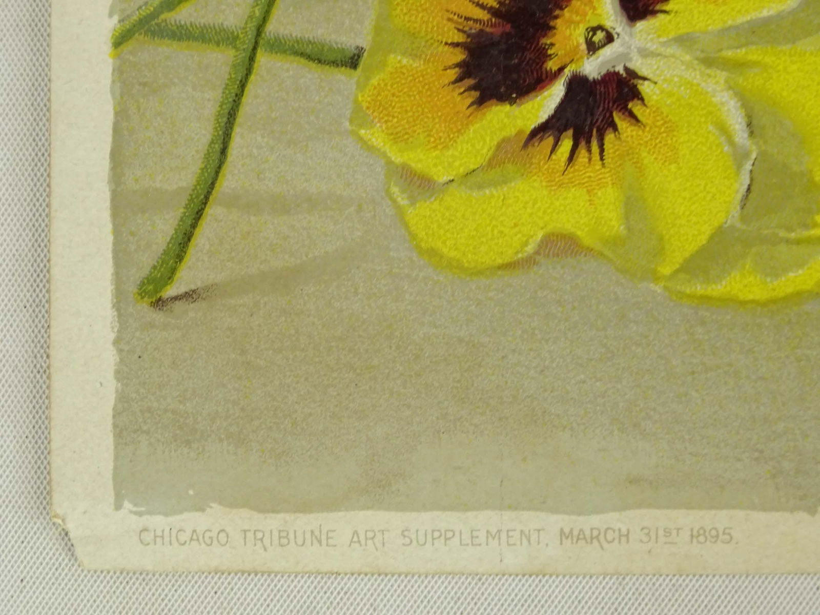 Paul de Longpre (1855-1911) - 5