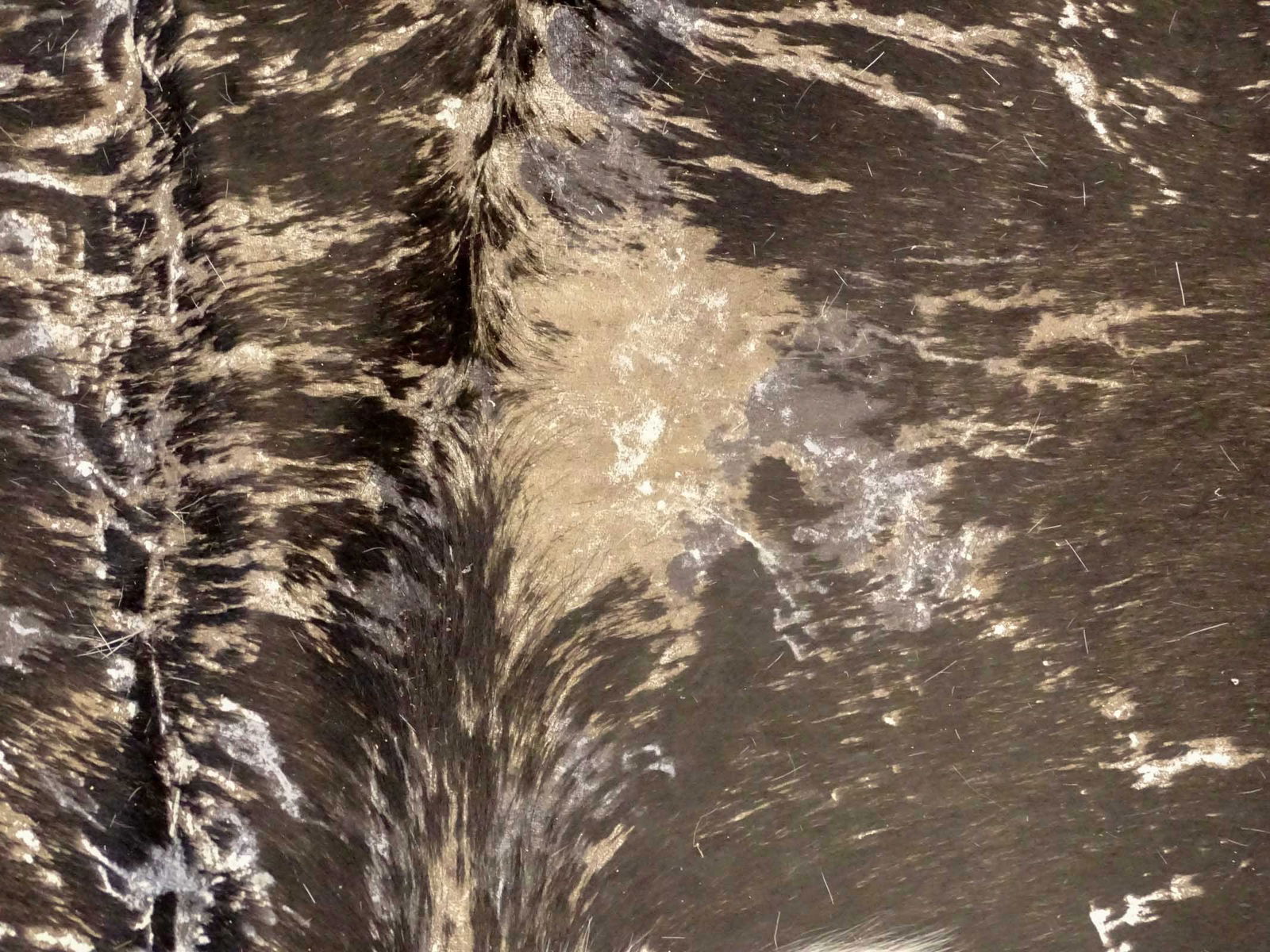 Lot (2) Cowhides - 5