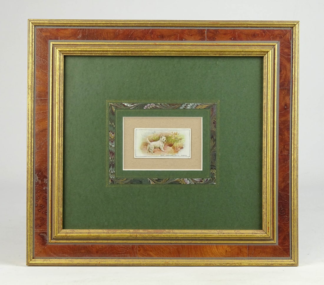 Cigarette Card: Framed cigarette card "West HIghland White Terrier". Frame 11 1/2" x 12 1/2".