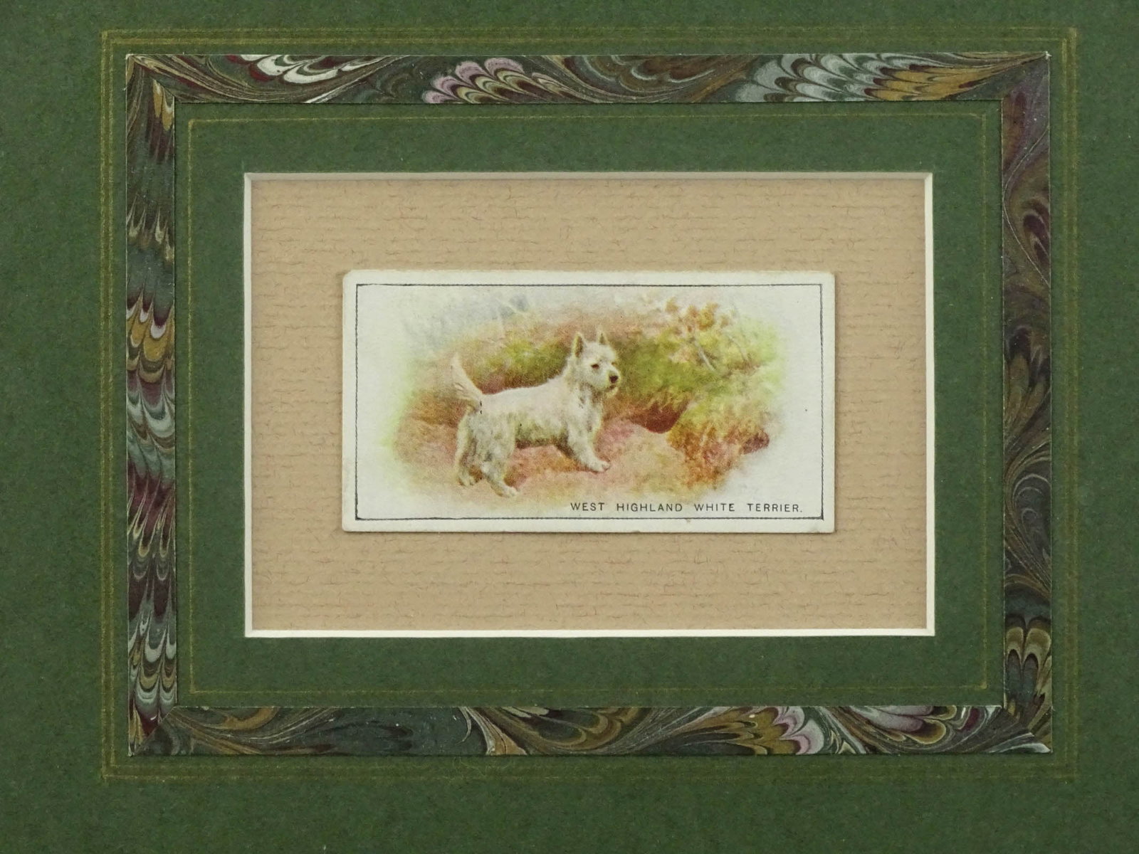Cigarette Card - 2